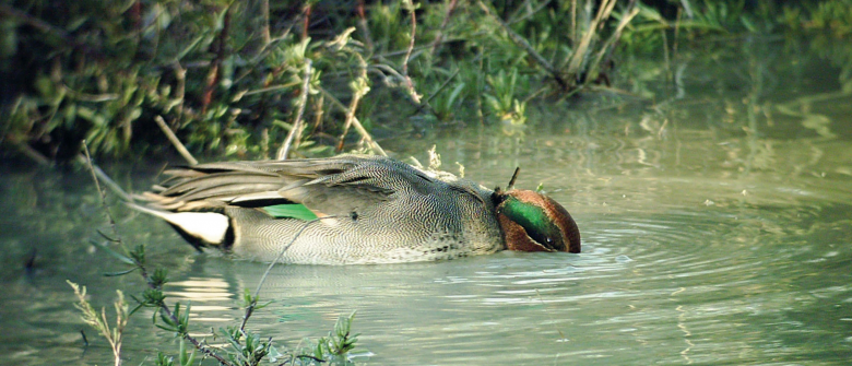 Les oiseaux d'eau, ici une Sarcelle d'hiver (Anas crecc ), peuvent s'intoxiquer en ingérant les plombs de chasse qui s'accumulent au fond des marais © Christelle Lucas Les oiseaux d'eau, ici une Sarcelle d'hiver (Anas crecc ), peuvent s'intoxiquer en ingérant les plombs de chasse qui s'accumulent au fond des marais © Christelle Lucas