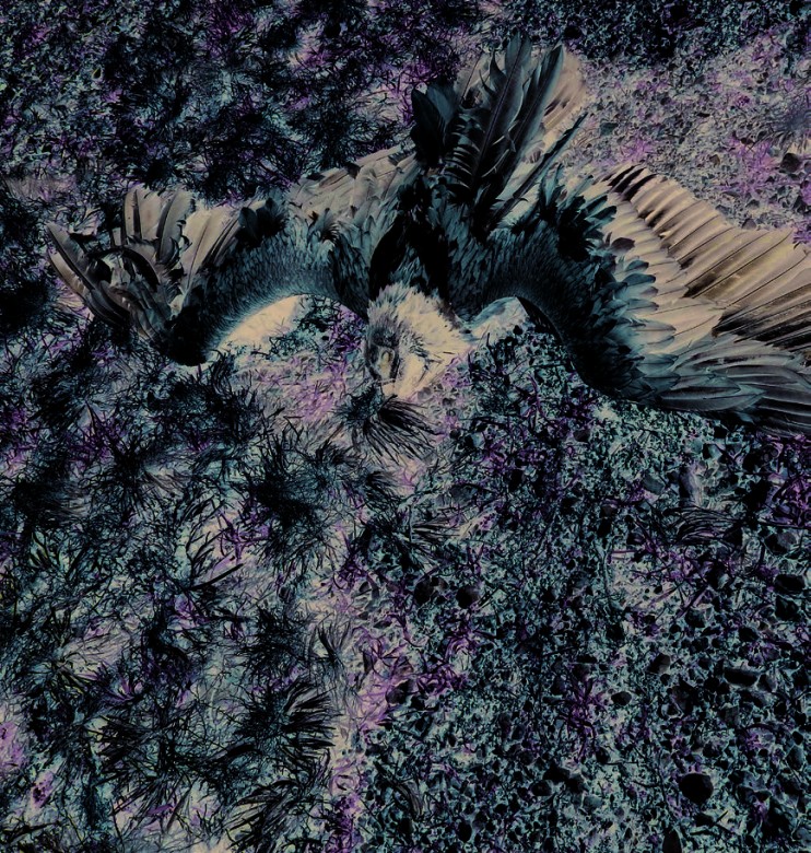 Gypaète barbu (Gypaetus barbatus mort empoisonné.  © LPO France