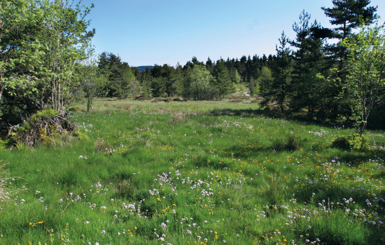 Tourbière de Gimel (PNR Pilat) -  © J. Palle