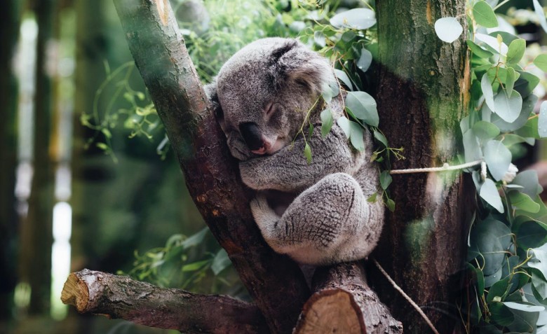 Koalas en danger © Jordan Whitt - Unsplash