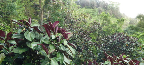 Invasion du Miconia à Tahiti, Mont Marau. - Crédit : Jean-Yves Meyer