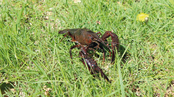 Écrevisse rouge de Louisiane - Crédit : Aurore Coignet