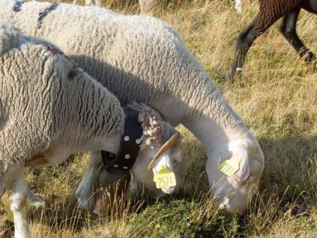 «  Le pastoralisme est proclamé d’intérêt collectif  ».