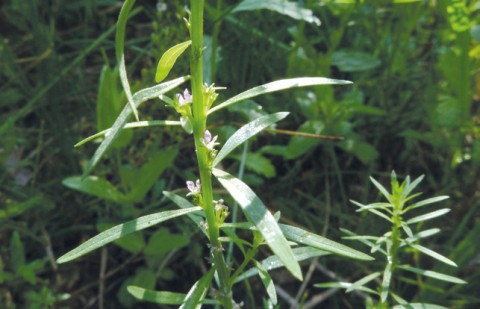 Lythrum thesioides, dont les fleurs sont associées par deux (caractère géminé). © Mario Klesczewski