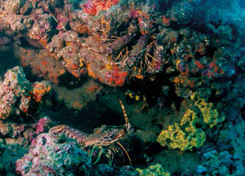 Récifs de coralligène de plateau.© Renaud Dupuy de la Grandrive