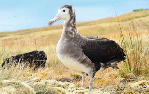 Pêcheries et agents pathogènes comptent parmi les principales menaces pesant sur les populations d'Albatros d'Amsterdam (Diomedia amsterdamensis). © Marine Bely