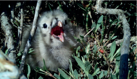 La faune sauvage est un indicateur de présence de bactéries multi-résistantes au sein des espaces naturels.