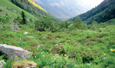 Ce site des Pyrénées centrales a fait l'objet de l'application d'un IPE en 2013. Les résultats ont constitué une base d'échanges entre le gestionnaire du site et plusieurs acteurs du territoire en vue d'assurer une gestion conservatoire de la biodiversité.