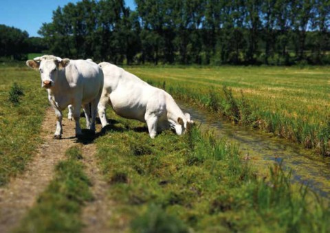 Vaches charolaises dans le marais audomarois. © Anne Barbier Bourgeois