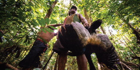 La chasse, une préoccupation quotidienne pour la subsistance de nombreux habitants du sud de la Guyane.