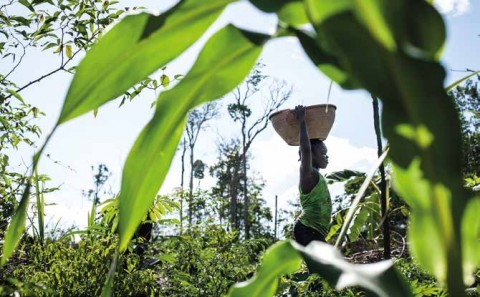 Abattis à Maripasoula (Parc amazonien de Guyane). © Karl Joseph