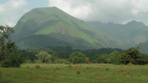 Réserve du mont Nimba à cheval entre la Guinée, le Libéria et la Côte d'Ivoire. © Guy Debonnet - UNESCO