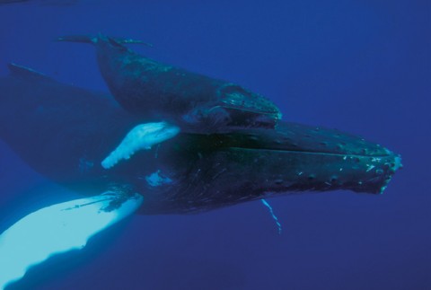 Baleine à bosse et son juvénile au sein du sanctuaire des mammifères marins (Agoa). © Laurent Bouveret - OMMAG