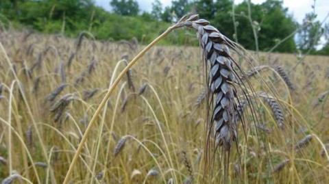 Blé poulard (Triticum turgidum L. subsp. turgidum), espèce de blé barbu ancienne caractérisée par ses grains renflés et une bonne résistance aux grandes chaleurs. © Philippe Pointereau