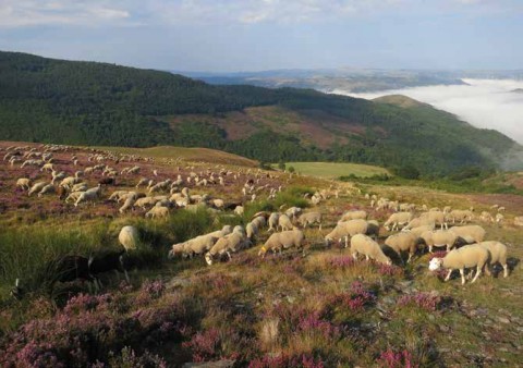 Troupeau à Mijavols (Mont Lozère). © Fabienne Launay - Institut de l'Élevage