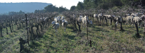 Brebis pâturant dans les vignes.