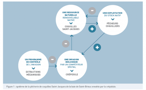 système de la pêcherie de coquilles Saint-Jacques de la baie de Saint-Brieuc envahie par la crépidule.