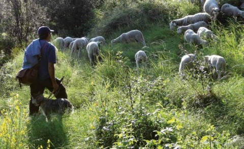 Un éleveur-berger mène au pâturage ses brebis Raïoles en Cévennes.