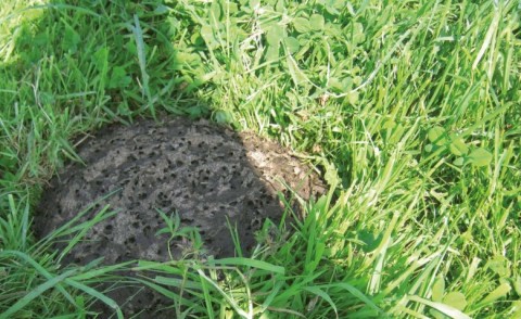 Les coléoptères coprophages jouent un rôle important dans la décomposition des excréments des ruminants.