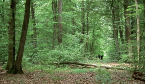 Forêt domaniale d'Hémilly