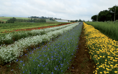 plantes messicoles