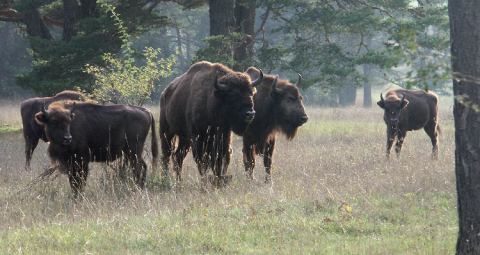 Bisons d’Europe dans la réserve des Monts d’Azur (06).