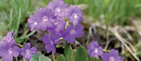 La Primevère du Piémont, une plante des rochers et des éboulis, protégée au niveau national, faisant l’objet de demandes régulières de données sur le PIFH pour une prise en compte optimale dans les aménagements, notamment en domaines skiables. © Véronique Bonnet