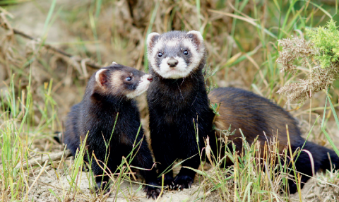 Le putois faisait partie des "animaux susceptibles d'occasionner des dégâts", avec le belette, la fouine, le renard, la Pie bavarde, le Geai des chênes et d'autres. © Peter Trimming