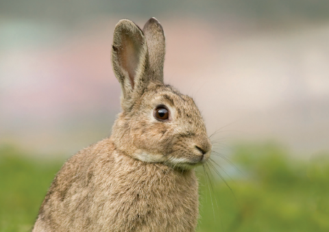 Le Lapin de garenne, encore parfois considéré comme nuisible, est pourtant une espèce clé de voûte. © J.J. Harrison