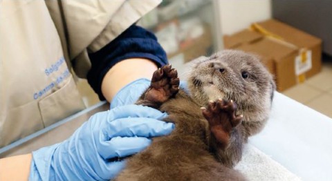 Des dizaines d'animaux en détresse arrivent chaque jour au centre de sauvegarde © LPO Aquitaine