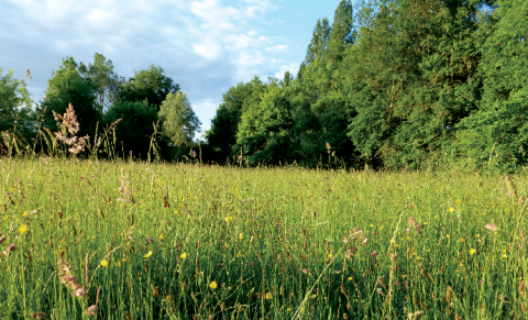 Flore de prairies naturelles inondables.