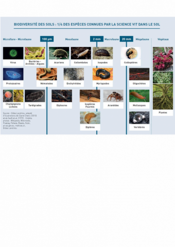 BIODIVERSITÉ DES SOLS : 1/4 DES ESPÈCES CONNUES PAR LA SCIENCE VIT DANS LE SOL