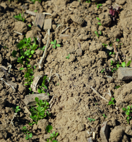 Parcelle en bio et en agroforesterie ayant reçu 150 m3/ha de copeaux de bois au printemps 2020. L'expérience vise à comparer divers indicateurs selon la densité de copeaux.    © Emilie Lacour - PNR Caps et Marais d’Opale