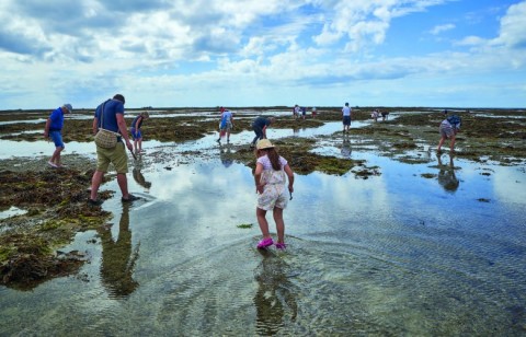 Pêcheurs à pieds à Blainville.© Yann Renouf