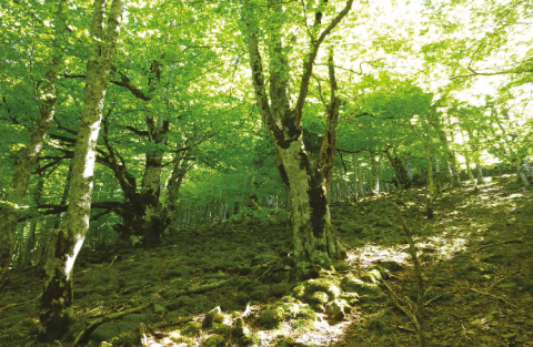 Peuplement feuillu irrégulier dans une forêt ancienne du Parc national des Cévennes (forêt domaniale du Marquairès).