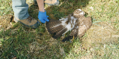 Le réseau Sagir a récemment détecté des mortalités importantes de rapaces ayant ingéré des campagnols contaminés aux rodenticides à base de bromadiolone utilisés  en prairie