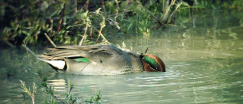 Les oiseaux d'eau, ici une Sarcelle d'hiver (Anas crecc ), peuvent s'intoxiquer en ingérant les plombs de chasse qui s'accumulent au fond des marais   © Christelle Lucas