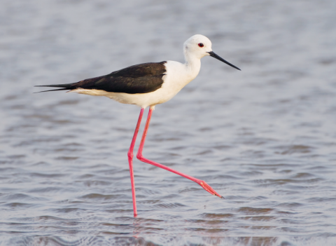 Échasse blanche (Himantopus himantopus) © JJ Harrison