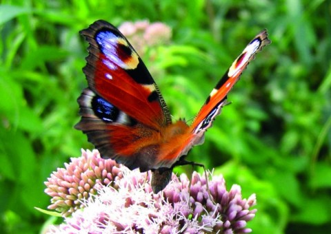 Papillon Inachis