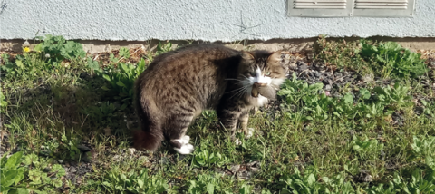 Chat chassant un oiseau - Crédit : Clothilde Kussener